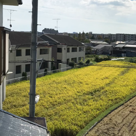 稲かりの画像