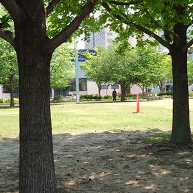 木漏れ日と風の画像
