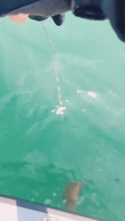56cmの化け物アコウが釣れました！関門海峡タイラバの記事動画