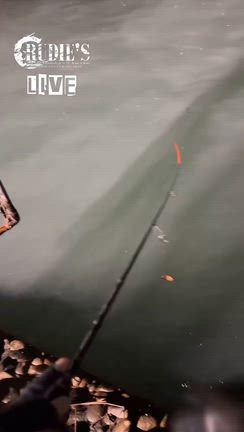 気持ちいいシーバスのヒットシーンの記事動画