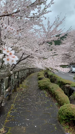 大音量の斎藤ひとりさんと、おとんと、おかんと、あゆみんとおとうとと、桜。のまきの記事動画