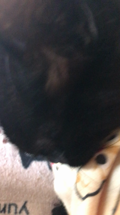 今日は 何をしようかな。の記事動画