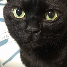 おしゃべりジジにゃん♡の画像