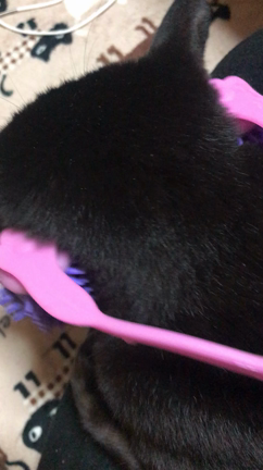 ねこさま マッサージの記事動画