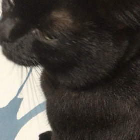 おしゃべりジジにゃんの画像