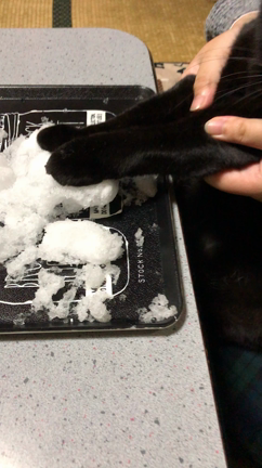 雪あそび。の記事動画