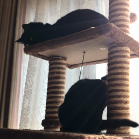 キャットタワーの攻防の画像