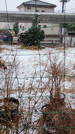 朝から雪が降っていますの記事動画