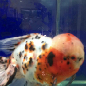 オークション出品魚の画像