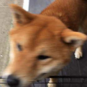 ＊うちのワンコ＊の画像