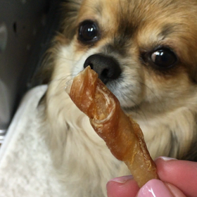 ＊我が家のわんこ＊（動画あり）の画像
