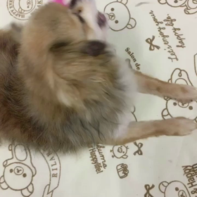 ＊猫じゃらしで犬じゃらし＊の画像