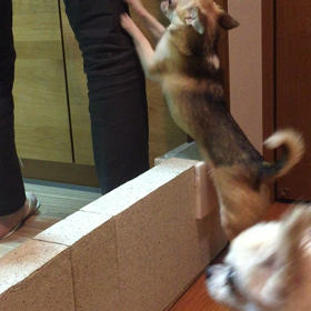 ごはんが待ちきれないにぴき。 #サッカー選手の名前 #元保護犬 #老犬の画像