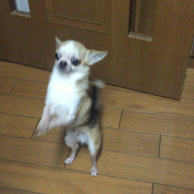 早送りしてへんで〜。 #犬 #チワワ #多頭飼いの画像
