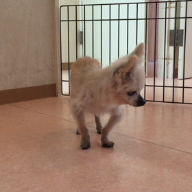 今日は快調これから整体タイム。 #サッカー選手の名前 #チワワ #老犬の画像