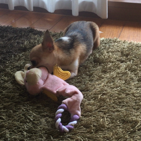 上手に鳴らせるようになったで〜。 #犬 #チワワ #多頭飼いの画像