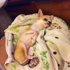 激しい寝相。 #サッカー選手の名前 #元保護犬の画像