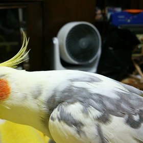 ちゅちゅちゅっの画像