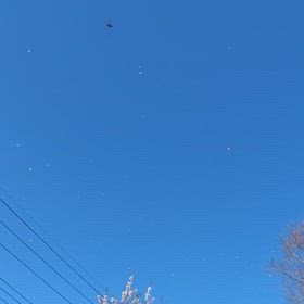 桜、舞い上がる♪の画像