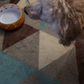 愛犬が！！(><)どうしよう！！！の画像