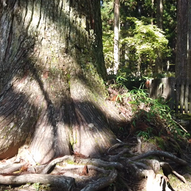高野山 奥の院の巨木の画像