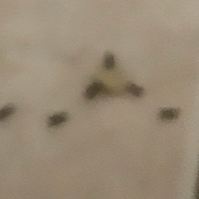 集団運搬能力高めの画像