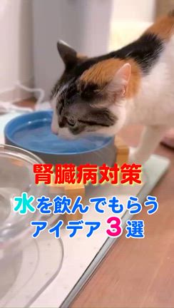 2026/06/09の記事動画