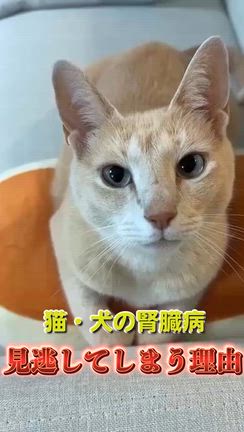 2026/06/08の記事動画