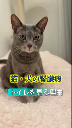 2026/06/11の記事動画