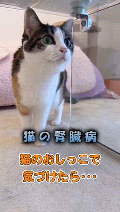 2026/06/10の記事動画