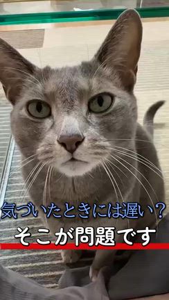 2026/06/08の記事動画