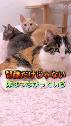 2026/06/07の記事動画