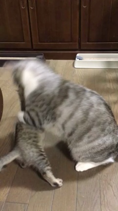 尺八教室の日の記事動画