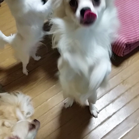特技の画像