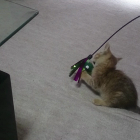 おはょの画像