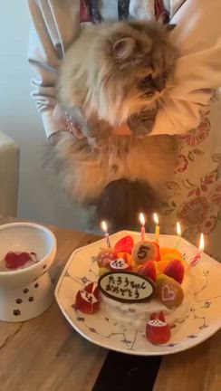 太郎ちゃんのお誕生日の記事動画