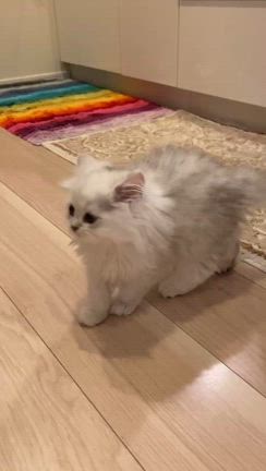 我が家の猫の記事動画