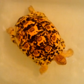 家の陸がめ  巴ちゃん泳ぐよの画像