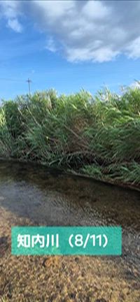 (爆鮎釣)8月11日 琵琶湖知内川のアユ釣りの記事動画