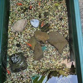 GW中で ウラの魚鉢の片付け&整理の画像