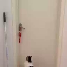 飼い主を助けたネコのクマちゃん！の画像