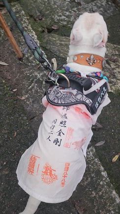 愛媛県香川県巡礼の記事動画