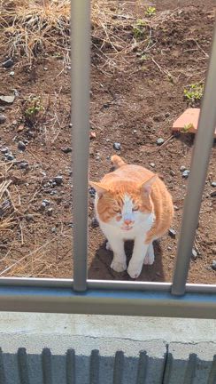 ジョブタマの猫事情の記事動画