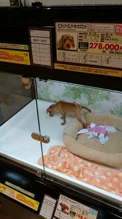 ベイタウン横浜本牧店コジマの記事動画