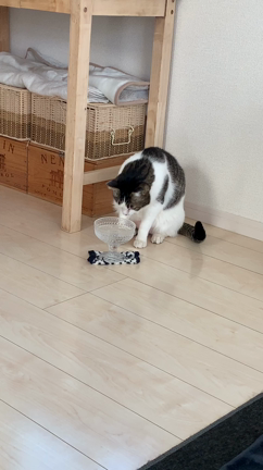 ニャンニャンニャンの日の記事動画