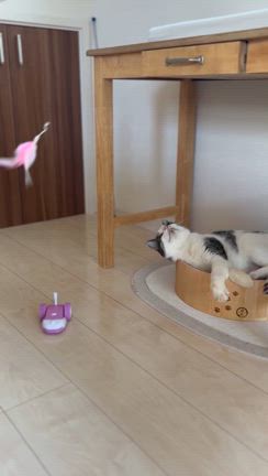 サンジの誕生日の記事動画
