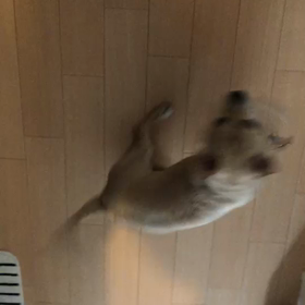 春一番の画像