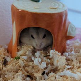 １４代目☆チャイ　ですっ！【其の2】の画像
