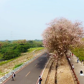 烏山頭貯水池賞-南洋桜の画像