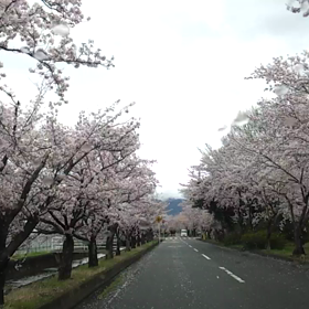 桜のトンネル(^-^;の画像